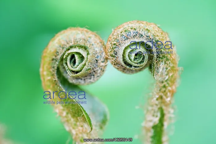  : Fern, Asplenium scolopendrium