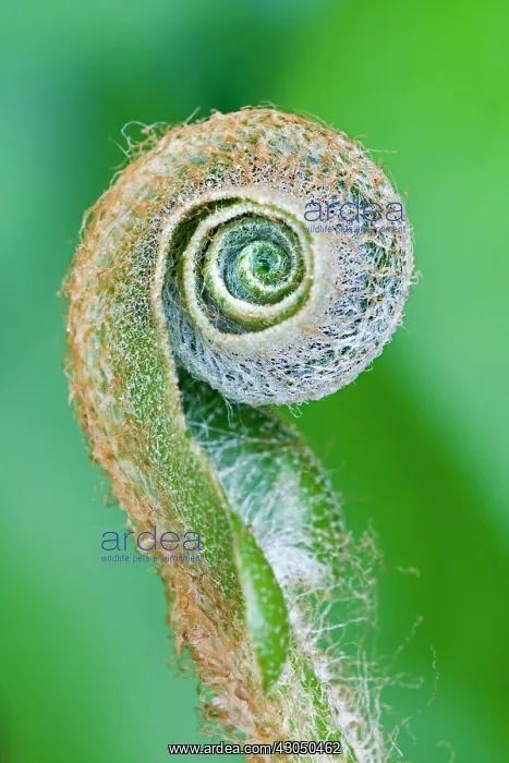 : Fern, Asplenium scolopendrium : Fern, Asplenium scolopendrium