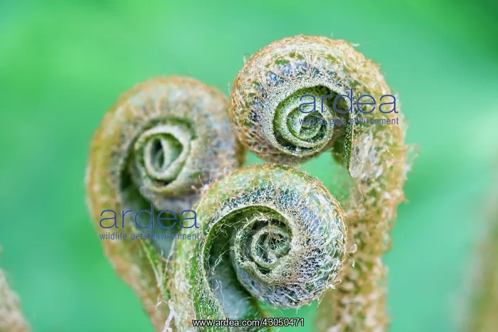 : Fern, Asplenium scolopendrium : Fern, Asplenium scolopendrium