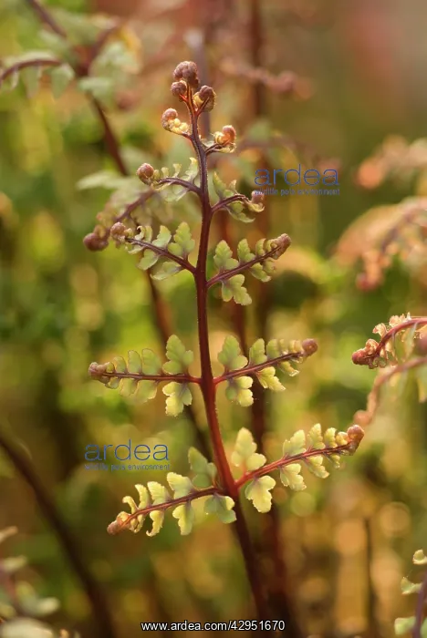 : Fern, Athyrium filix-femina subs. angustum f. rubellum Lady in Red, Red lady fern : Fern, Athyrium filix-femina subs. angustum f. rubellum Lady in Red, Red lady fern