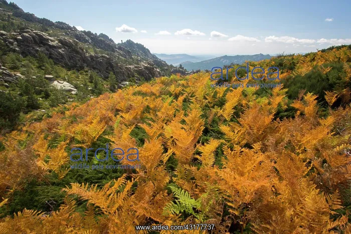 : Fern in Autumn. Guadarrama National Park, Madrid : Fern in Autumn. Guadarrama National Park, Madrid