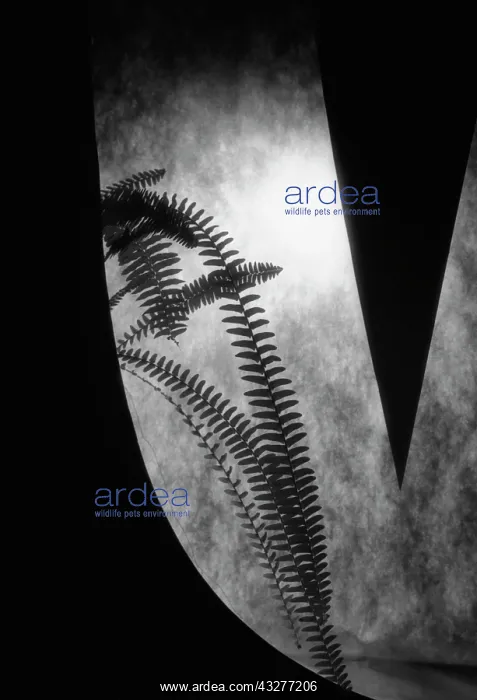 : Fern, Black & white : Fern, Black & white