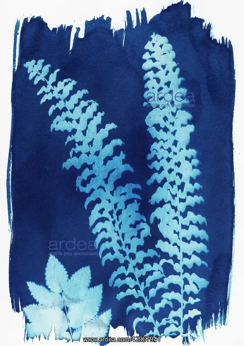 : Fern, Boston fern, Nephrolepis exaltata Bostoniensis : Fern, Boston fern, Nephrolepis exaltata Bostoniensis