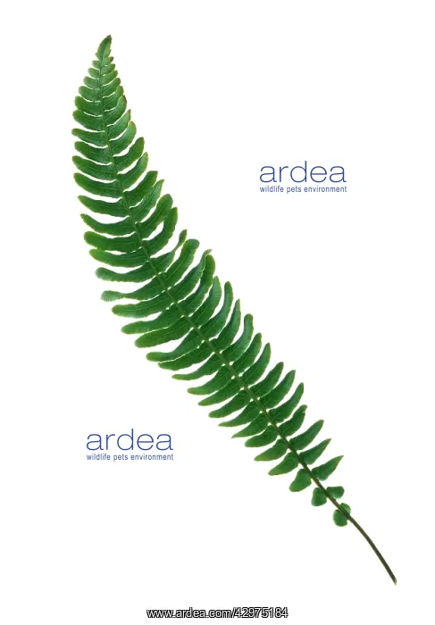 : Fern, Boston fern, Nephrolepis exaltata Bostoniensis : Fern, Boston fern, Nephrolepis exaltata Bostoniensis