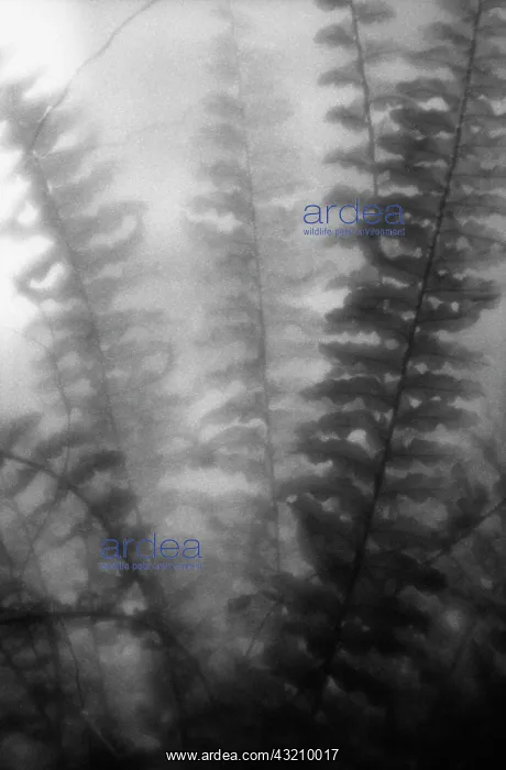: Fern, Boston fern, Nephrolepis exaltata Bostoniensis : Fern, Boston fern, Nephrolepis exaltata Bostoniensis