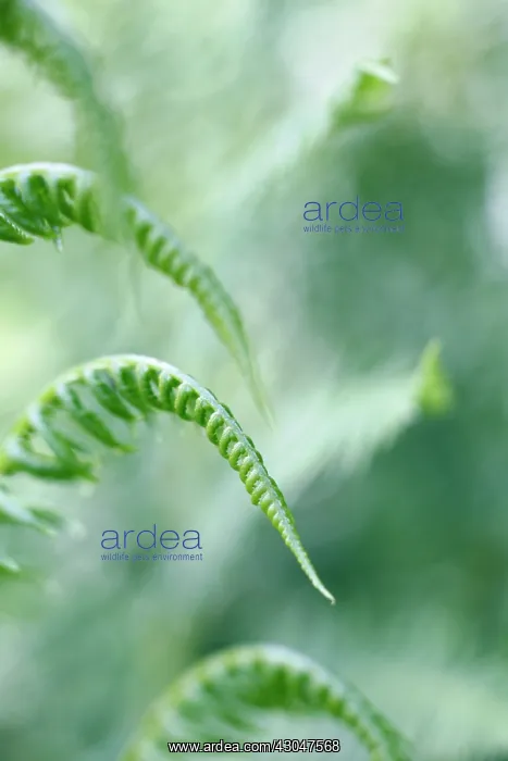 : Fern, Bracken, Pteridium : Fern, Bracken, Pteridium