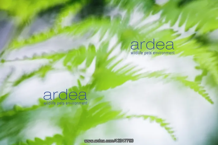 : Fern, Bracken, Pteridium : Fern, Bracken, Pteridium