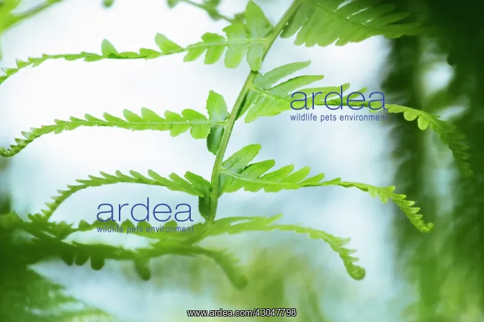  : Fern, Bracken, Pteridium