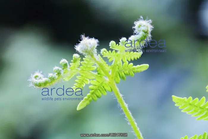 : Fern, Bracken, Pteridium : Fern, Bracken, Pteridium
