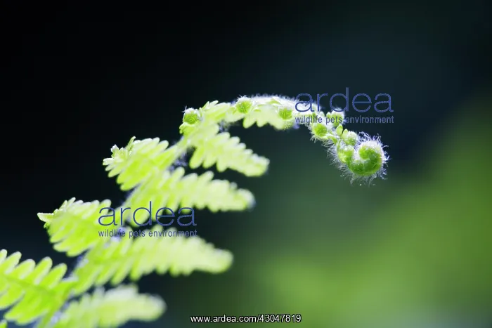 : Fern, Bracken, Pteridium : Fern, Bracken, Pteridium
