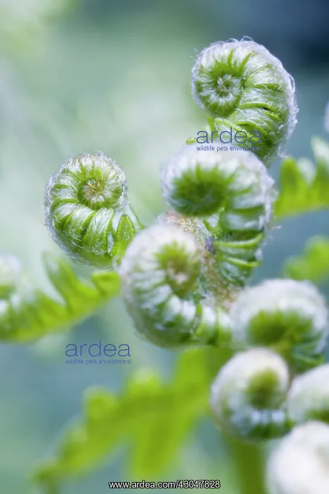 : Fern, Bracken, Pteridium : Fern, Bracken, Pteridium