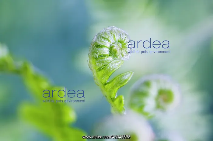 : Fern, Bracken, Pteridium : Fern, Bracken, Pteridium