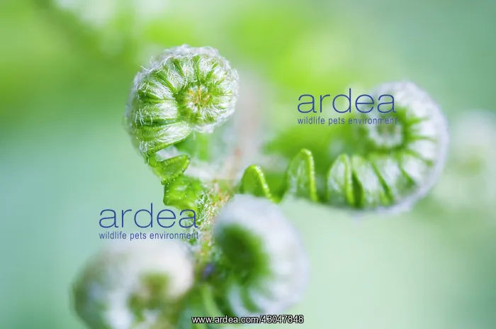 : Fern, Bracken, Pteridium : Fern, Bracken, Pteridium