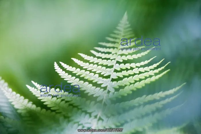: Fern, Bracken, Pteridium : Fern, Bracken, Pteridium