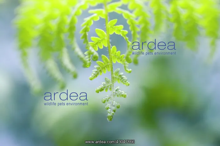 : Fern, Bracken, Pteridium : Fern, Bracken, Pteridium