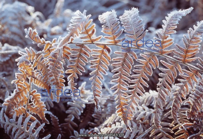 : Fern, Bracken, Pteridium aquilinum : Fern, Bracken, Pteridium aquilinum