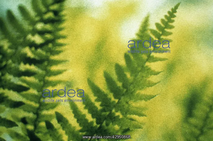 : Fern, Bracken, Pteridium aquilinum : Fern, Bracken, Pteridium aquilinum