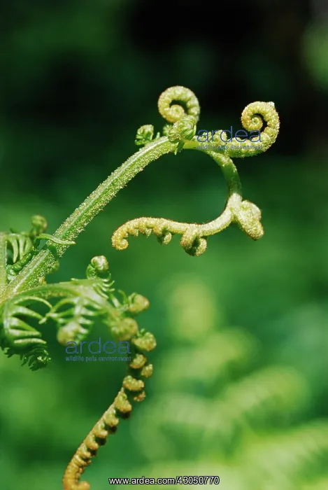 : Fern, Bracken, Pteridium aquilinum : Fern, Bracken, Pteridium aquilinum
