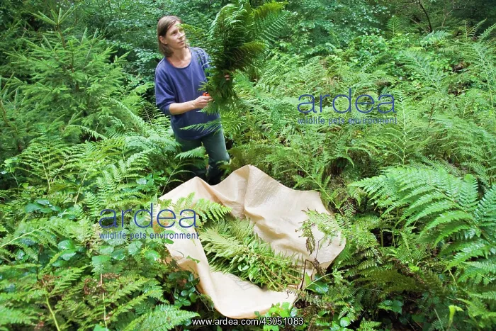 : Fern, Bracken, Pteridium aquilinum : Fern, Bracken, Pteridium aquilinum
