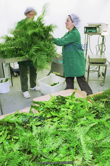 : Fern, Bracken, Pteridium aquilinum : Fern, Bracken, Pteridium aquilinum