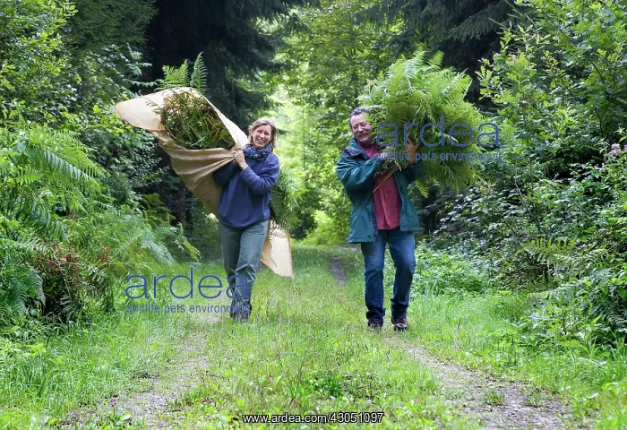 : Fern, Bracken, Pteridium aquilinum : Fern, Bracken, Pteridium aquilinum