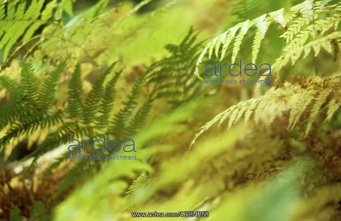  : Fern, Bracken, Pteridium aquilinum