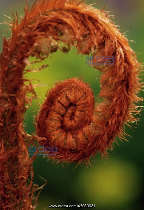 : Fern, Bracken, Pteridium aquilinum : Fern, Bracken, Pteridium aquilinum