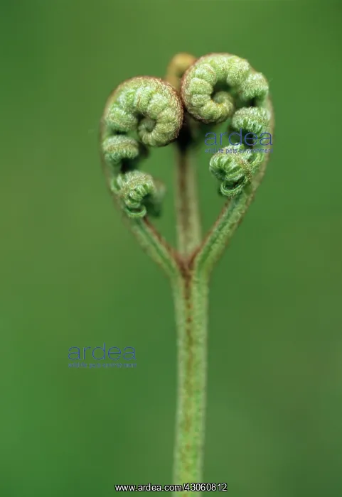 : Fern, Bracken, Pteridium aquilinum : Fern, Bracken, Pteridium aquilinum
