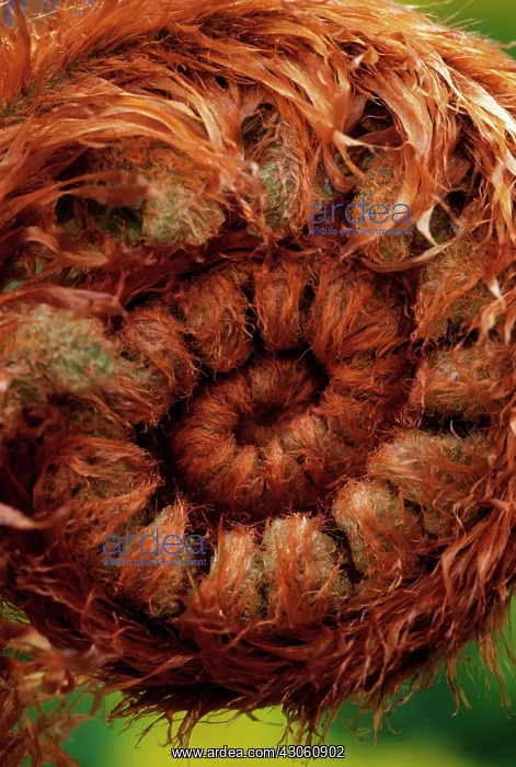 : Fern, Bracken, Pteridium aquilinum : Fern, Bracken, Pteridium aquilinum