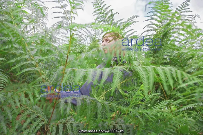 : Fern, Bracken, Pteridium aquilinum : Fern, Bracken, Pteridium aquilinum