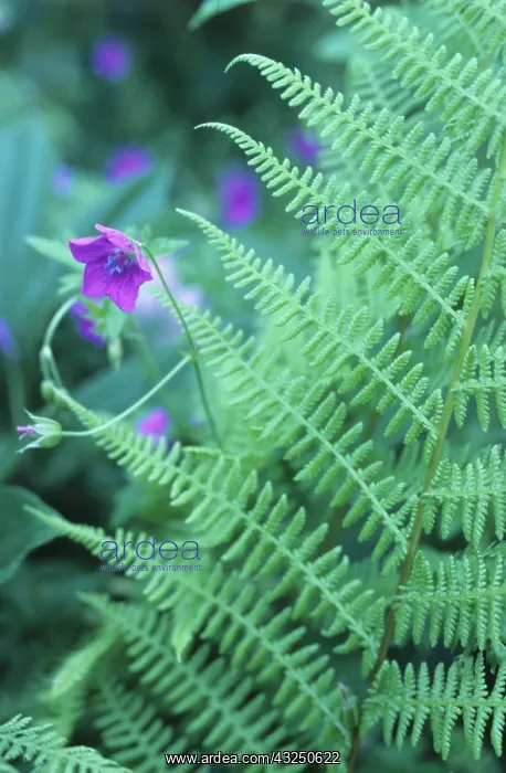 : Fern, Bracken, Pteridium aquilinum : Fern, Bracken, Pteridium aquilinum