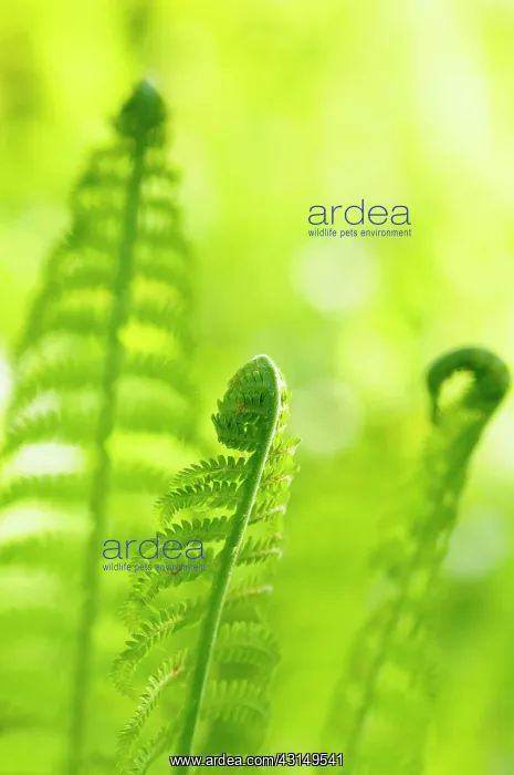: Fern, Bracken, Pteridium, Detail of three unfurling fronds : Fern, Bracken, Pteridium, Detail of three unfurling fronds
