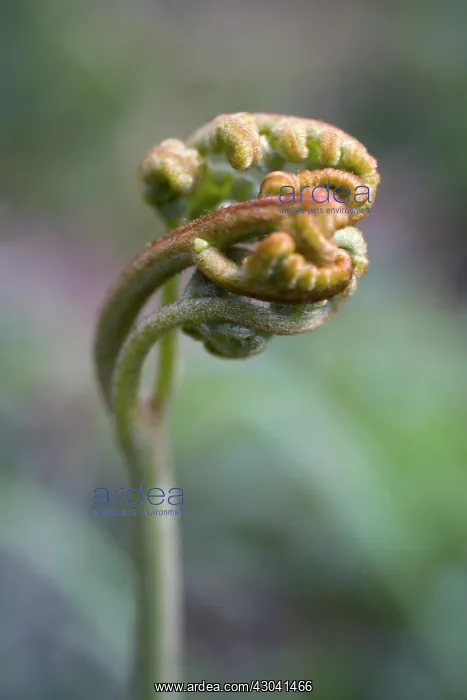 : Fern, Buckler fern, Dryopteris : Fern, Buckler fern, Dryopteris