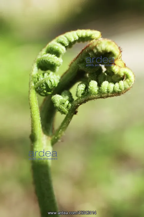 : Fern, Buckler fern, Dryopteris : Fern, Buckler fern, Dryopteris
