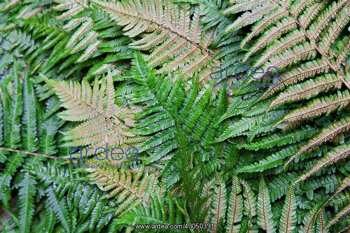 : Fern, Buckler fern, Dryopteris : Fern, Buckler fern, Dryopteris