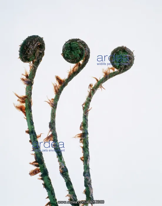 : Fern, Buckler fern, Dryopteris : Fern, Buckler fern, Dryopteris