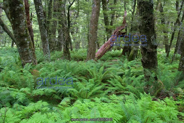 : Fern carpet - dense growing ferns forming the understory : Fern carpet - dense growing ferns forming the understory