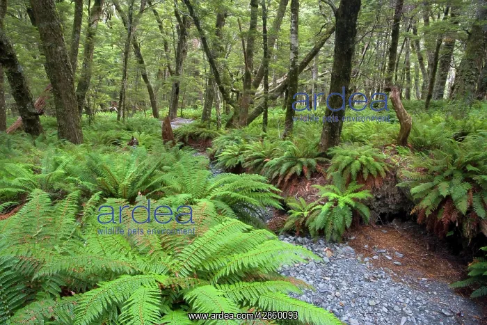 : Fern carpet - dense growing ferns forming the understory : Fern carpet - dense growing ferns forming the understory