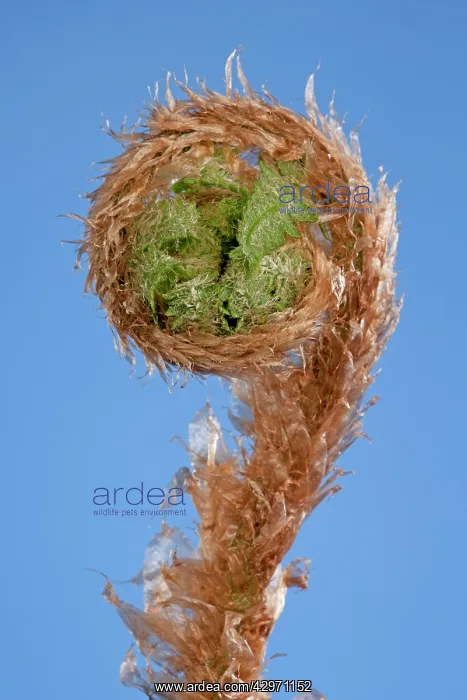 : Fern - development of leaf : Fern - development of leaf