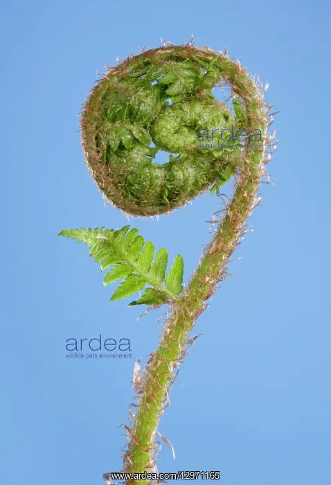 : Fern - development of leaf : Fern - development of leaf