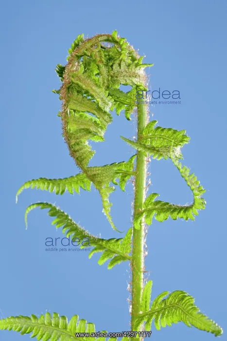 : Fern - development of leaf : Fern - development of leaf