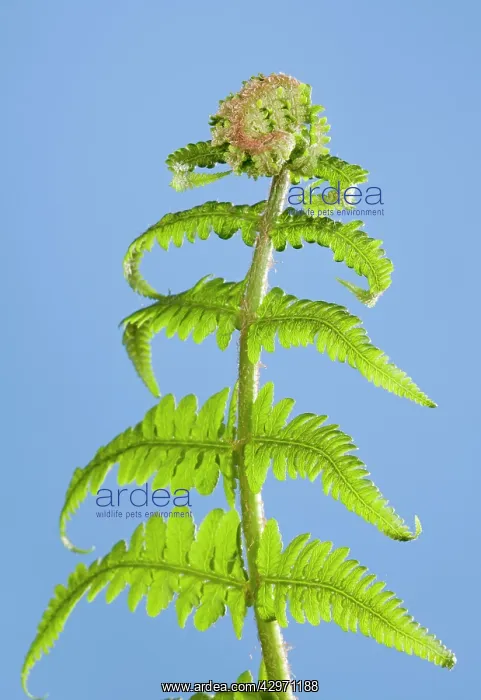 : Fern - development of leaf : Fern - development of leaf
