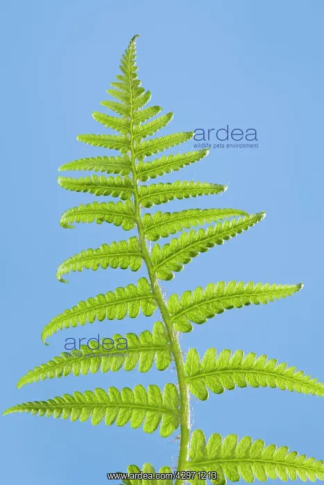: Fern - development of leaf : Fern - development of leaf