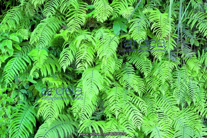  : Fern - ferns cover this slope in a green veil