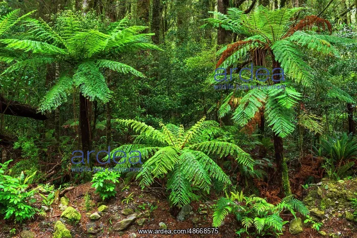 : Fern forest at Milford Sound, Fiordland National Park, South : Fern forest at Milford Sound, Fiordland National Park, South
