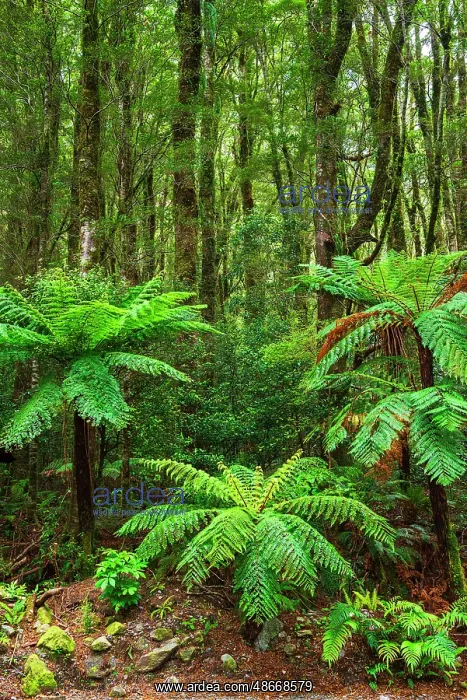 : Fern forest at Milford Sound, Fiordland National Park, South : Fern forest at Milford Sound, Fiordland National Park, South