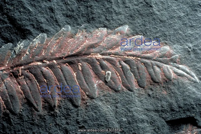 : Fern fossil : Fern fossil