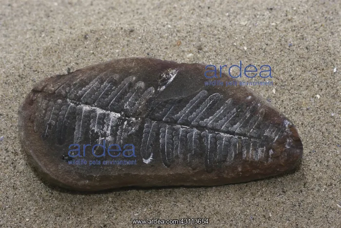 : Fern Fossil : Fern Fossil