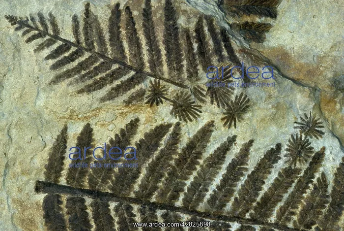 : Fern Fossil - Triassic : Fern Fossil - Triassic