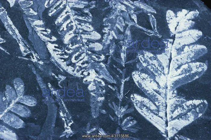 : Fern Fossils : Fern Fossils